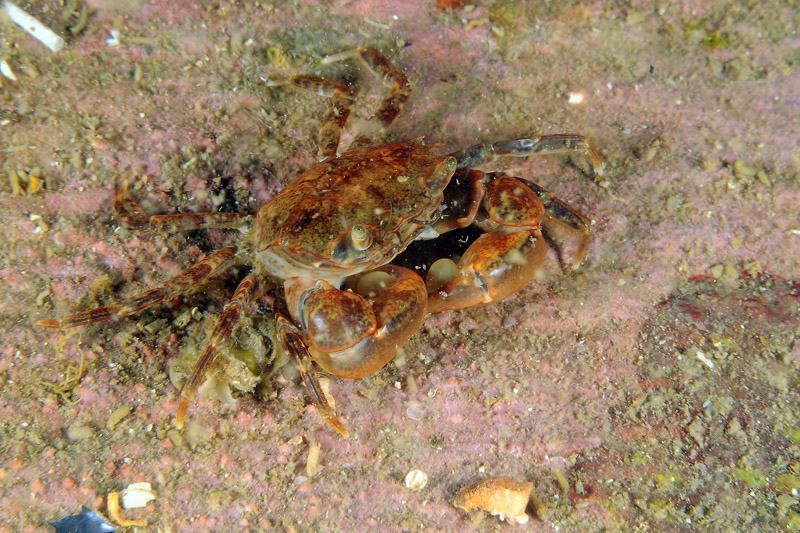 Granchio del Mar Piccolo da determinare